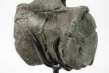 Sauropod Dinosaur Vertebra With Metal Stand - Wyoming #227514-10